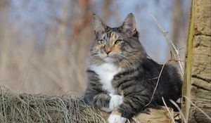 Preview wallpaper norwegian forest cat, cat, fluffy