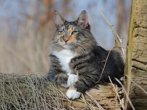 Preview wallpaper norwegian forest cat, cat, fluffy