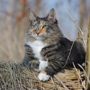 Preview wallpaper norwegian forest cat, cat, fluffy