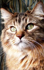 Preview wallpaper norwegian forest cat, cat, furry, breed