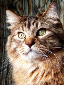 Preview wallpaper norwegian forest cat, cat, furry, breed