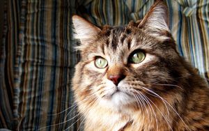 Preview wallpaper norwegian forest cat, cat, furry, breed