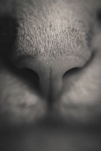 Preview wallpaper nose, cat, bw, macro