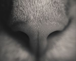 Preview wallpaper nose, cat, bw, macro