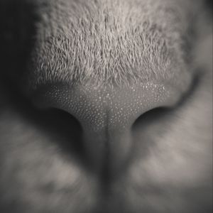Preview wallpaper nose, cat, bw, macro