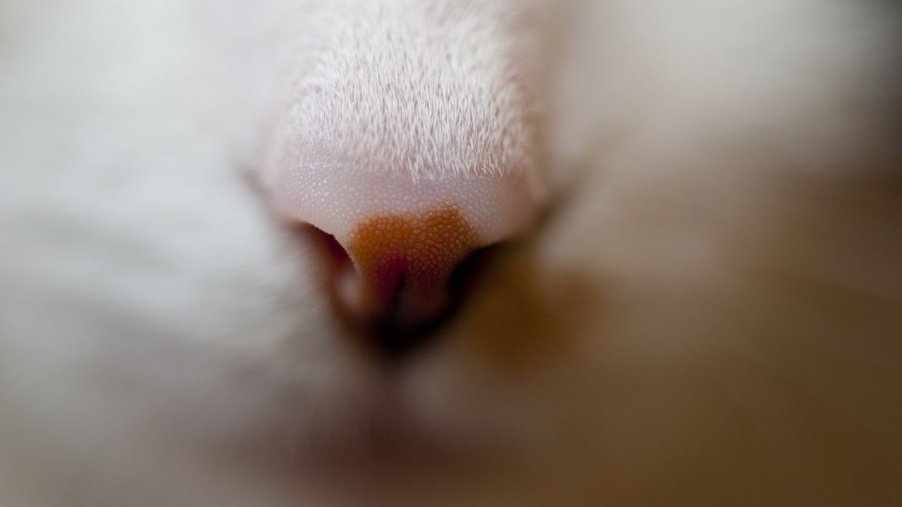Wallpaper nose, cat, muzzle, macro