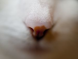 Preview wallpaper nose, cat, muzzle, macro