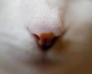 Preview wallpaper nose, cat, muzzle, macro