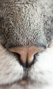 Preview wallpaper nose, cat, pet, macro