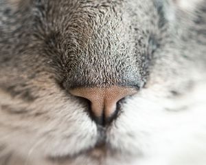 Preview wallpaper nose, cat, pet, macro