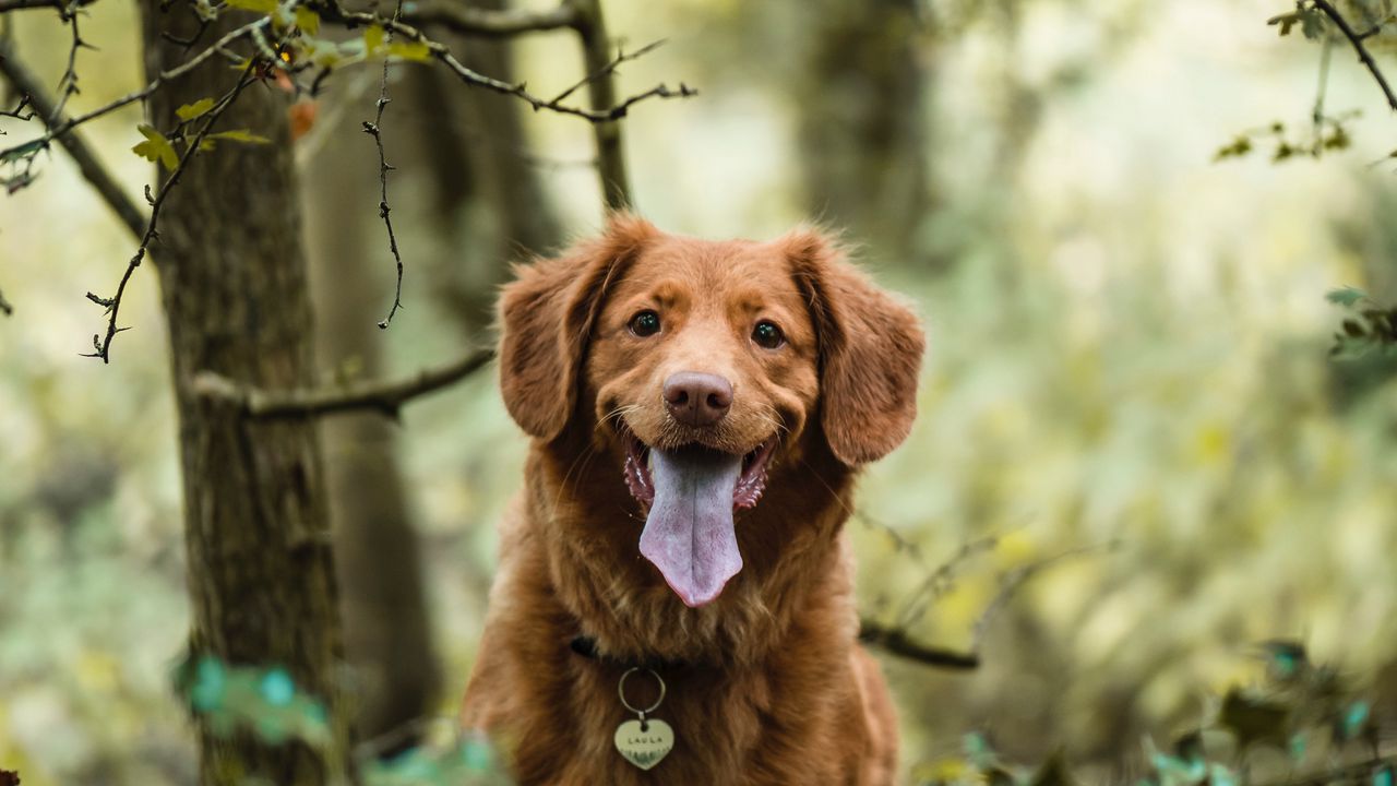 Wallpaper novascotia retriever, retriever, dog, protruding tongue hd ...