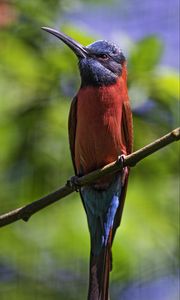 Preview wallpaper nubian bee-eater, bird, beak, branch