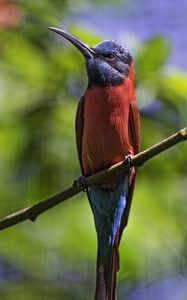 Preview wallpaper nubian bee-eater, bird, beak, branch