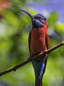 Preview wallpaper nubian bee-eater, bird, beak, branch