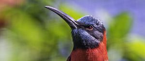 Preview wallpaper nubian bee-eater, bird, beak, branch