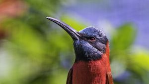 Preview wallpaper nubian bee-eater, bird, beak, branch