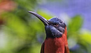 Preview wallpaper nubian bee-eater, bird, beak, branch