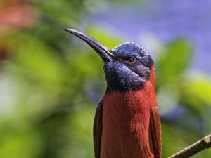 Preview wallpaper nubian bee-eater, bird, beak, branch