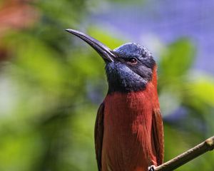 Preview wallpaper nubian bee-eater, bird, beak, branch