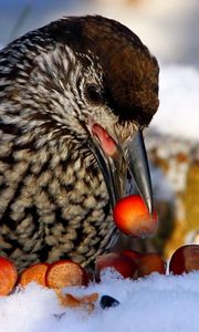 Preview wallpaper nucifraga, poultry, nuts, cedar, snow