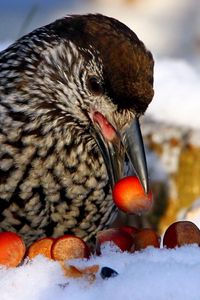 Preview wallpaper nucifraga, poultry, nuts, cedar, snow