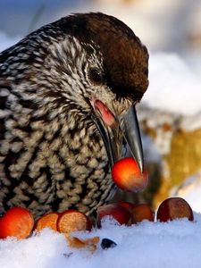 Preview wallpaper nucifraga, poultry, nuts, cedar, snow