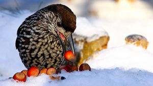 Preview wallpaper nucifraga, poultry, nuts, cedar, snow