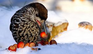 Preview wallpaper nucifraga, poultry, nuts, cedar, snow