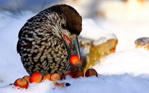 Preview wallpaper nucifraga, poultry, nuts, cedar, snow