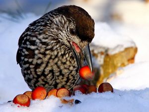 Preview wallpaper nucifraga, poultry, nuts, cedar, snow