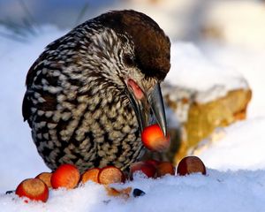 Preview wallpaper nucifraga, poultry, nuts, cedar, snow