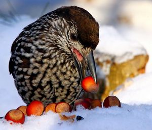 Preview wallpaper nucifraga, poultry, nuts, cedar, snow