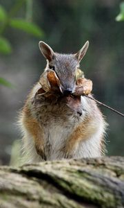 Preview wallpaper numbat, banded anteater, foliage, stocks