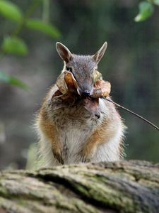 Preview wallpaper numbat, banded anteater, foliage, stocks