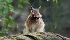 Preview wallpaper numbat, banded anteater, foliage, stocks