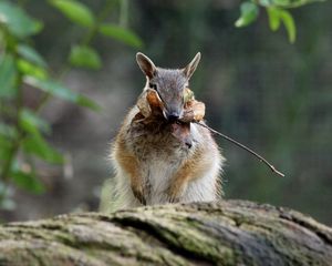 Preview wallpaper numbat, banded anteater, foliage, stocks