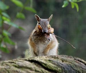 Preview wallpaper numbat, banded anteater, foliage, stocks