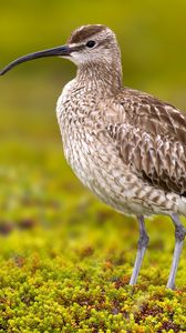 Preview wallpaper numenius phaeopus, bird, scolopacidae