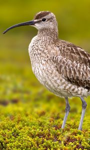 Preview wallpaper numenius phaeopus, bird, scolopacidae