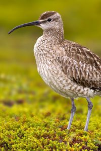 Preview wallpaper numenius phaeopus, bird, scolopacidae