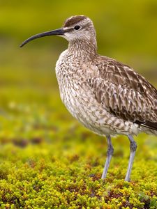 Preview wallpaper numenius phaeopus, bird, scolopacidae