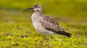 Preview wallpaper numenius phaeopus, bird, scolopacidae