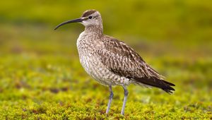 Preview wallpaper numenius phaeopus, bird, scolopacidae