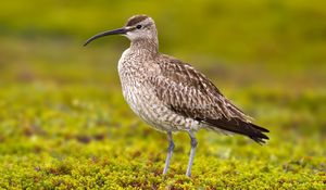 Preview wallpaper numenius phaeopus, bird, scolopacidae