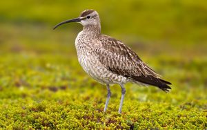 Preview wallpaper numenius phaeopus, bird, scolopacidae