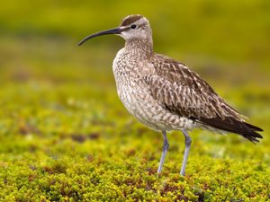 Preview wallpaper numenius phaeopus, bird, scolopacidae