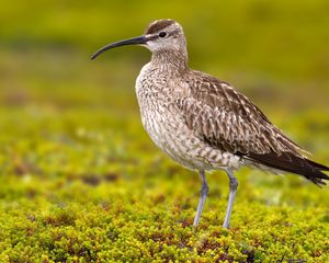 Preview wallpaper numenius phaeopus, bird, scolopacidae