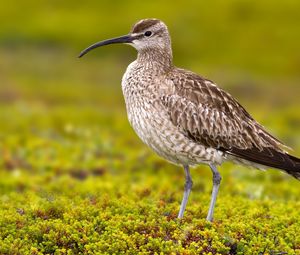 Preview wallpaper numenius phaeopus, bird, scolopacidae