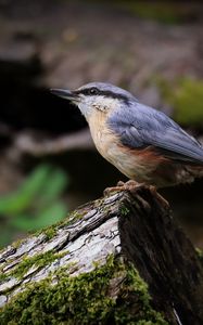 Preview wallpaper nuthatch, bird, wildlife, log