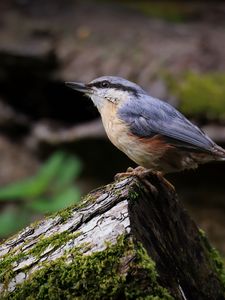 Preview wallpaper nuthatch, bird, wildlife, log